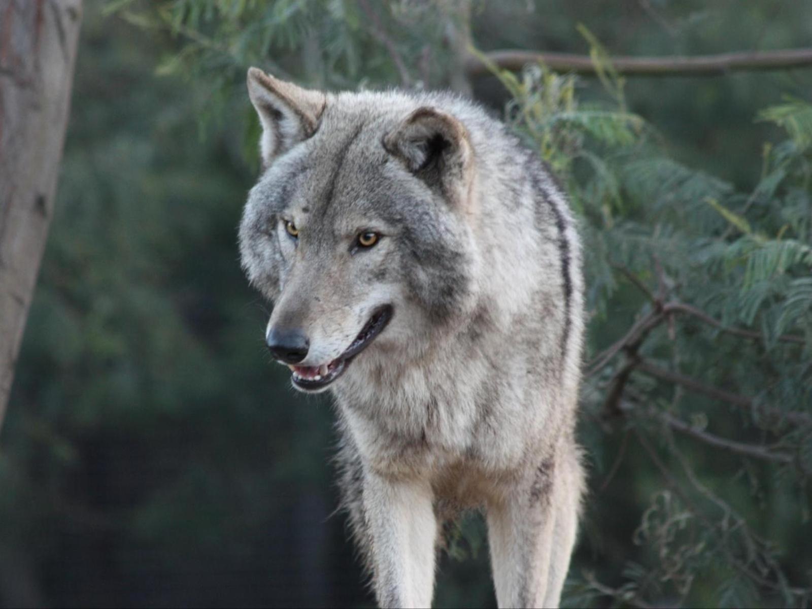 Tsitsikamma Wolf Sanctuary Eco Cabins & Teepees Stormsrivier Bagian luar foto